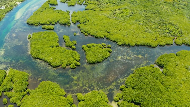 Mangrove rainforest with green trees in the sea water, aerial view. Tropical landscape with mangrove grove.