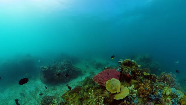 Underwater Scene Coral Reef. Tropical underwater sea fishes. Philippines.