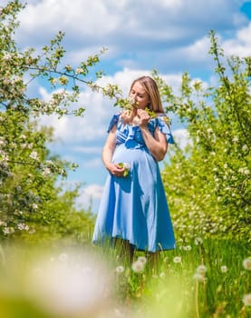 Pregnant woman in the garden of flowering apple trees. Selective focus. Nature.