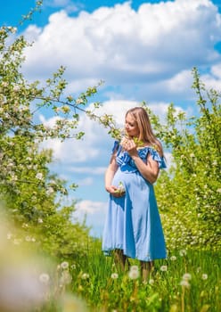 Pregnant woman in the garden of flowering apple trees. Selective focus. Nature.