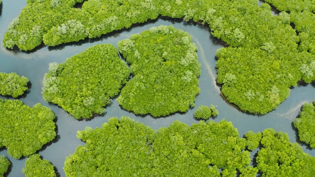 River in tropical mangrove green tree forest top view. Mangrove jungles, trees, river. Mangrove landscape