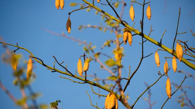 Tropical tree with large fruits against blue sky