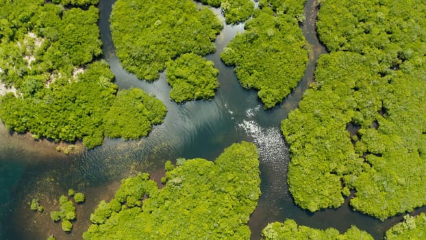 Aerial view green ecology mangrove nature tropical rainforest to the bay of sea. Mangrove landscape. Siargao,Philippines.