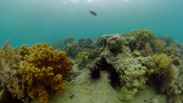Beautiful underwater world with coral reef and tropical fishes. Philippines. Travel vacation concept