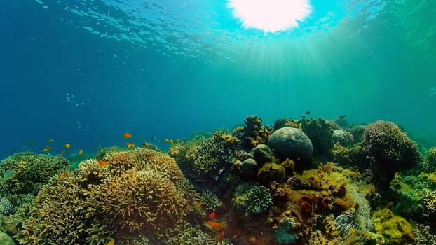 Tropical Fishes on Coral Reef, underwater scene. Philippines.
