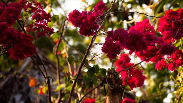 tropical pink flower Bougainvillea on Bali island, Indonesia