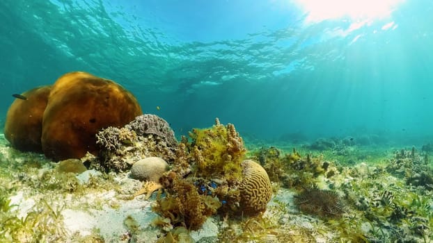 The Underwater World of the with Colored Fish and a Coral Reef. Tropical reef marine. Philippines.
