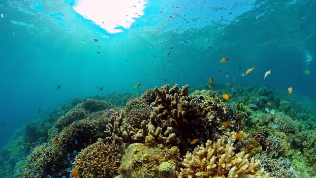 Underwater fish reef marine. Tropical colourful underwater seascape. Philippines.