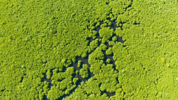 Mangrove rainforest with green trees in the sea water, aerial view. Tropical landscape with mangrove grove.