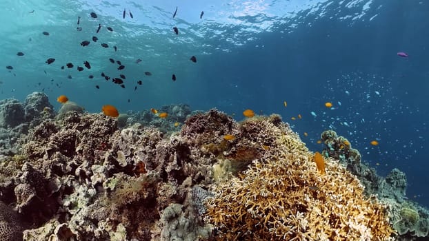 Reef Coral Scene. Tropical underwater sea fish. Hard and soft corals, underwater landscape. Philippines.