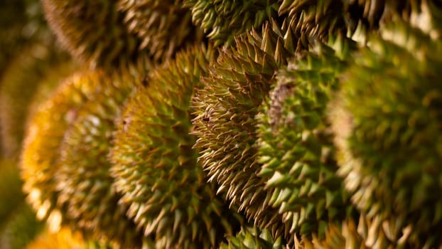 Durian fruit for sale in market. Tropical Fruit Durian in Asia