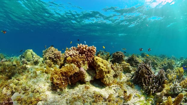 Reef coral scene. Colourful underwater seascape. Beautiful soft coral. Sea coral reef. Philippines.