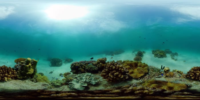 Tropical coral reef and fishes underwater. Hard and soft corals. Philippines. Virtual Reality 360.