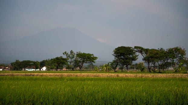 tropical landscape rice fields, mountains, palm trees. farmland with agricultural crops in rural areas Java Indonesia Aerial footage.