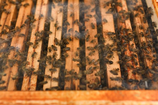 A beehive with bees. Close up
