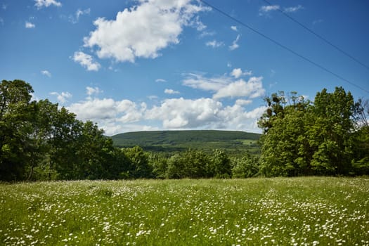 summer landscape meadows with daisies on a sunny day. High quality photo