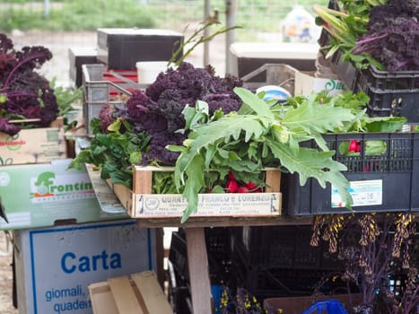 woman farmer harvesting spring veggies from organic vegetable garden hires image