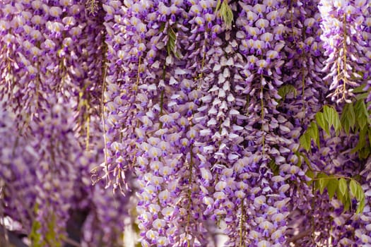 Blooming Wisteria Sinensis with scented classic purple flowersin full bloom in hanging racemes closeup. Garden with wisteria in spring.