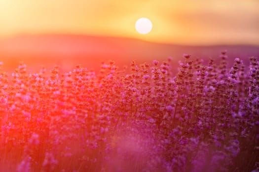 Blooming lavender in a field at sunset in Provence. Fantastic summer mood, floral sunset landscape of meadow lavender flowers. Peaceful bright and relaxing nature scenery