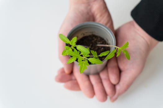 We grow tomato seedlings at home. The hands of an agronomist hold a tomato sprout with roots in a plastic cup. Agricultural preparatory works