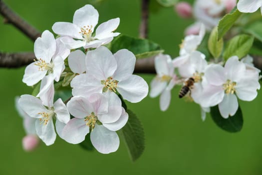 Blooming apple tree in the spring garden. Close up of white flowers on a tree. download photo