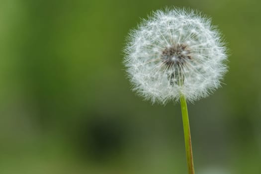 Dandelion in nature. Dandelion head against a green background, download photo