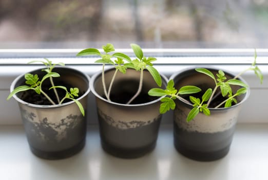 Growing vegetables on the windowsill in the house, young tomatoes in plastic cups on the window. Healthy seedlings, hobby gardening