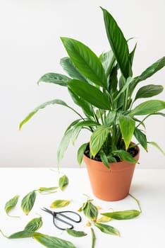 Houseplant care, pruning yellow and dry spathiphyllum leaves. A large potted spathiphyllum is on the table along with black scissors