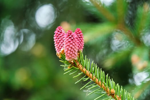 Pink pine cone on a branch. Young decorative fir tree with red cones close-up. download photo