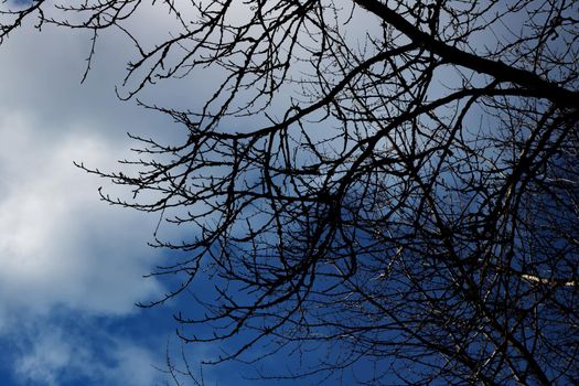 Shadows of tree branches against a dark stormy sky