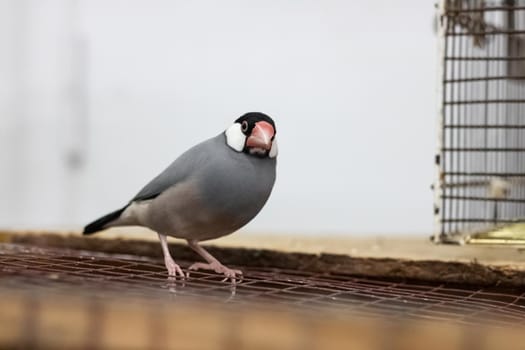 Gray bird are sitting on a branch in a cage close up
