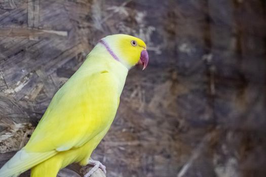 Yellow parrot are sitting on branch in cage close up