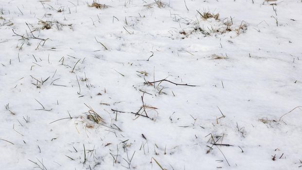 Yellow autumn grass under the first snow, background or texture