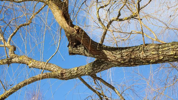 Bare tree branches on a background of blue cloudy sky close up