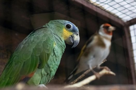 Green parrot in a cage close up portrait
