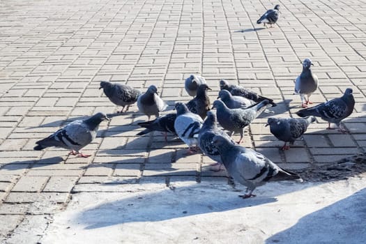 Crowd of pigeons on the sidewalk close up