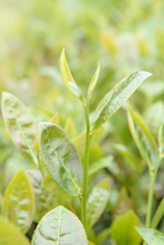 Beautiful green tea crop leaf in the morning with sun flare sunlight, fresh sprout on the tree plant design concept, close up, macro.