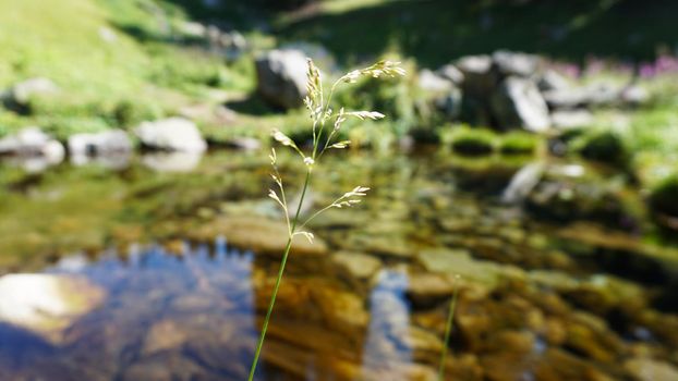 Mountain clear water of the stream and green fields. There are large stones on the shore. Grass is growing. Tall coniferous trees in forest. Tourists are walking in distance and flowers are growing