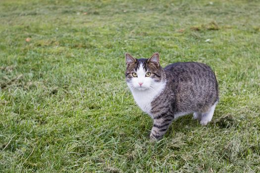 Gray stray cat on green grass close up