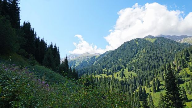 Green high mountains covered with coniferous trees. Fluffy white clouds hovered over the peak. Purple flowers, green grass, Christmas trees grow. Hiking through a gorge in the mountains. Kazakhstan