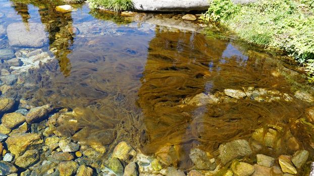 Mountain clear water of the stream and green fields. There are large stones on the shore. Grass is growing. Tall coniferous trees in forest. Tourists are walking in distance and flowers are growing