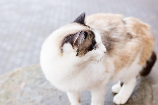 White cat with blue eyes close up portrait