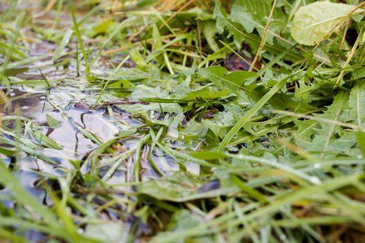 Green grass leaves in a puddle closeup