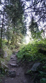 A forest path with rays of the sun, firs and pines. The sun's rays pass through the tree trunks. Climbing along the trail with rocks and roots. Alone in the forest, calm. Green grass and bushes.