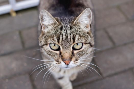 Close up portrait of gray cat, top view