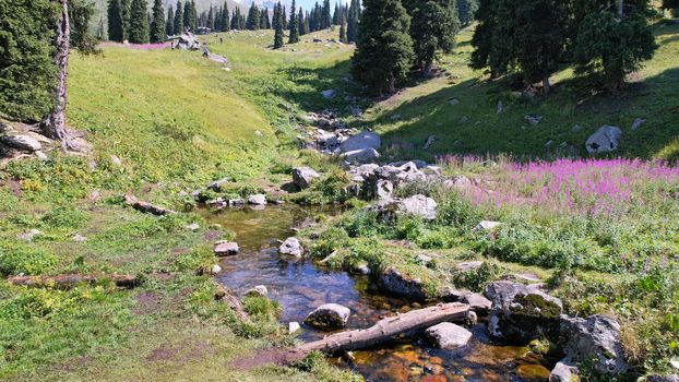 Mountain clear water of the stream and green fields. There are large stones on the shore. Grass is growing. Tall coniferous trees in forest. Tourists are walking in distance and flowers are growing