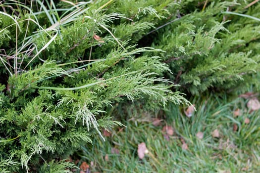 Branches of an evergreen bush on a background of green grass