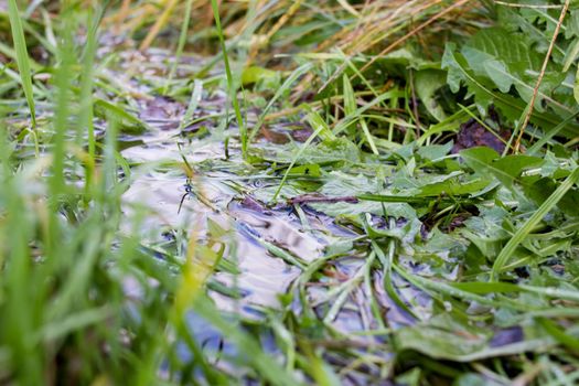 Green grass leaves in a puddle closeup