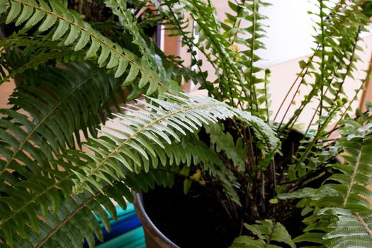 Green branches of home fern in pot close up