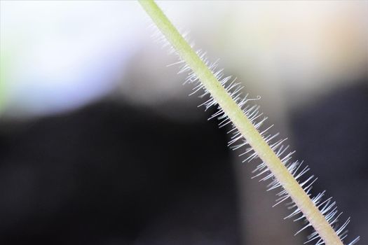 Close-up of a stalk of a tomato seedling with copy space